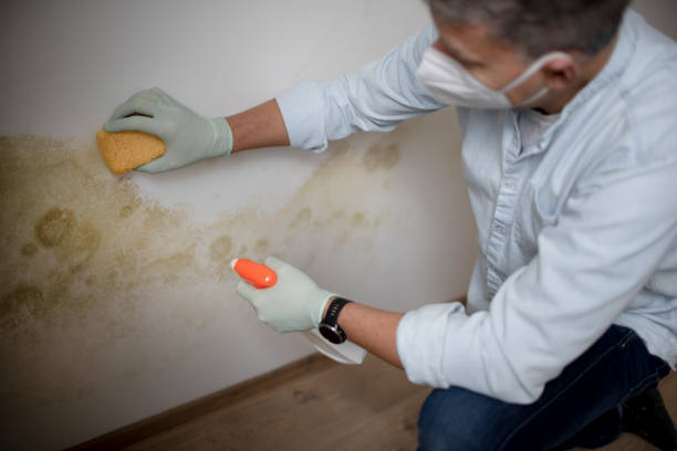 Best Commercial Mold Remediation in Bethel Rk, PA