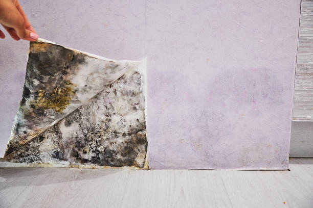 Trusted Bethel Park, PA Mold Remediation Experts